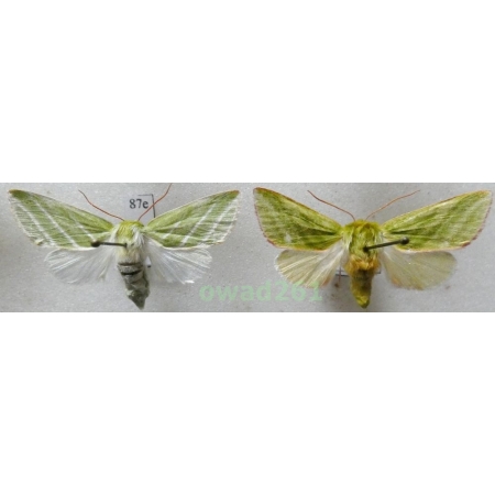 Pseudoips prasinana (Linnaeus, 1758) pair Poland87e